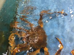 -旺顺阁海鲜广场(亚运村店)