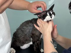 -爱洗澡的猫(望京店)