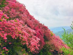 -木兰云雾山