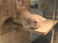 -BABIT巴比特宠物(MOMOPARK店)