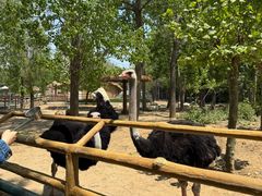 -大连森林动物园