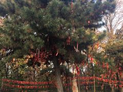 -嵩山少林文化旅游景区