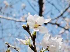 -高东镇樱花园