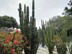 -松山湖梦幻百花洲