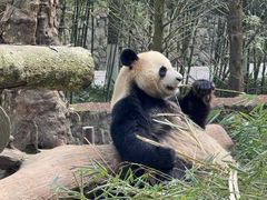 -都江堰中华大熊猫苑