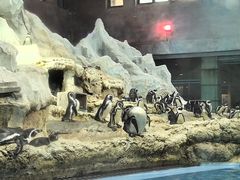 -帝企鹅自助餐厅•儿童岛•真企鹅(长隆企鹅酒店)