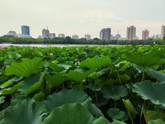 -莲花池公园
