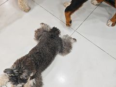 -汪说·狗咖·拼豆·宠物周边DIY(旺城大厦店)