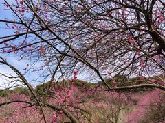 -新建村梅花