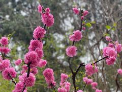 -香山公园