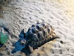 -灵玲国际马戏城