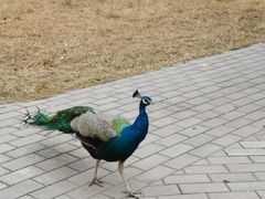 -北京麋鹿生态实验中心