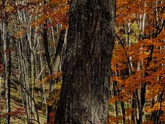 -云岭野山参风景区