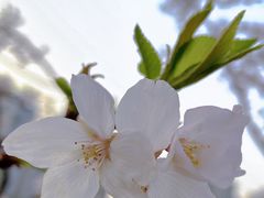 -西北湖绿化广场