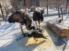 -新疆天山野生动物园