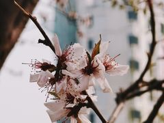 -桃花堤公园