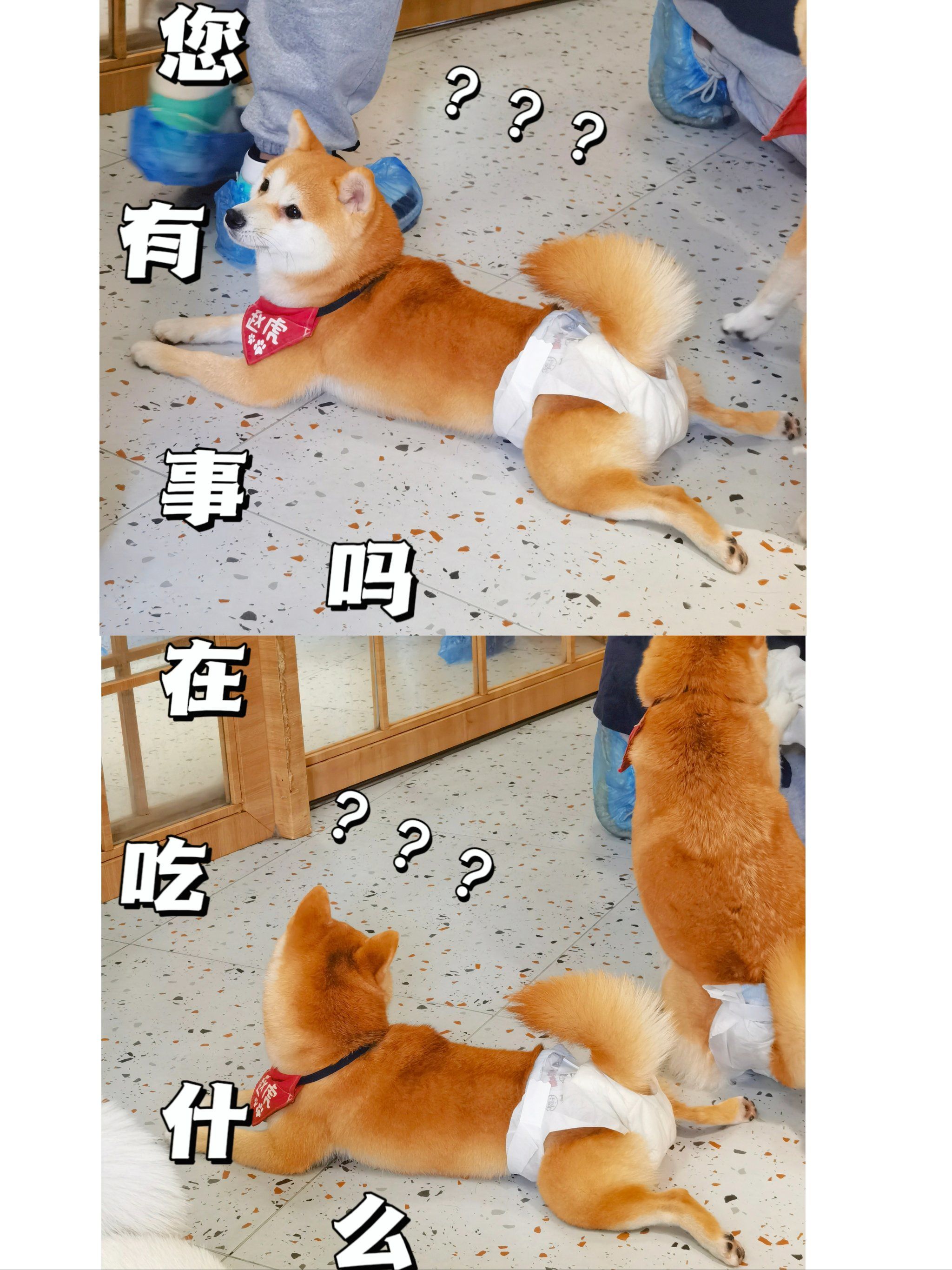 一群喜欢板鸭趴的柴柴98又是猫狗双全的一天[得意][得意]