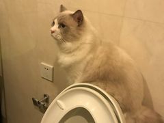 -Bastet sally猫舍购宠(静安店)