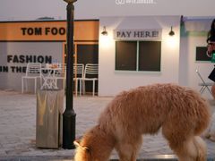 羊驼-Blue Concept Cafe&Farm·關於藍
