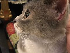 -猫色咖啡·猫咖