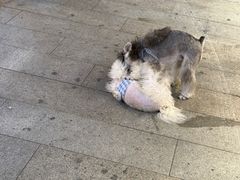 -洪家楼教堂
