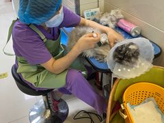 -北京观赏动物医院·24小时大型综合·猫专科·异宠专科