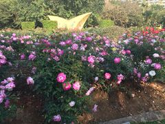 -人民公园(罗湖区)