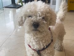 -瑞派申生动物医院·24H夜诊·国际动物医疗中心·骨外科(吴中路店)