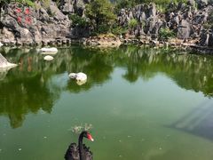 -千岛湖石林