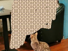 -猫小院猫主题咖啡厅(北锣店)