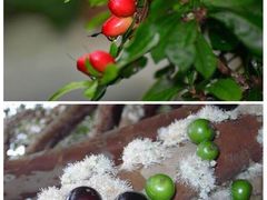 -呀路古热带植物园