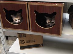 -艾贝尔宠物医院·狂犬免疫点(江山金象城店)