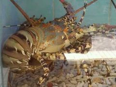 android_upload_pic-宜宾海鲜酒家·三十年老字号