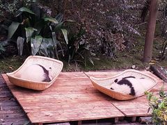 景点-成都大熊猫繁育研究基地