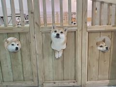 -柴源莊·柴小宠柴犬咖啡