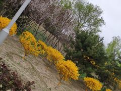 -东升八家郊野公园