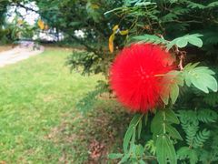 -中国科学院西双版纳热带植物园