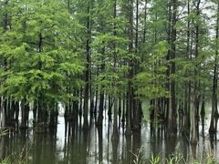 -白鹭湾湿地公园
