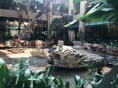 -麒麟中餐厅·经典粤菜·地道菜式老字号(广州长隆酒店)