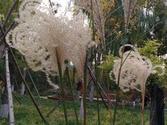 -莲花池公园
