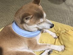 -逗柴咖啡屋·狗咖猫咖宠物桌游