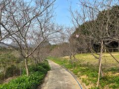 -天适樱花悠乐园