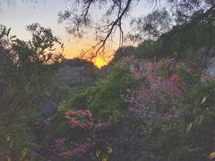 -金鸡山公园