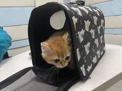 -中农国际动物医院24小时·猫科·骨科·急重症中心