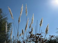 -上海吴淞炮台湾国家湿地公园