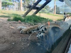 -西霞口神雕山野生动物世界