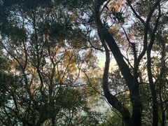 -梧桐山风景名胜区