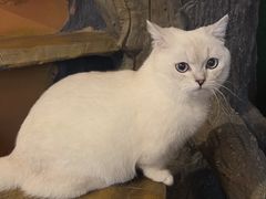 -猫猫幼稚园·撸猫·桌游·电玩