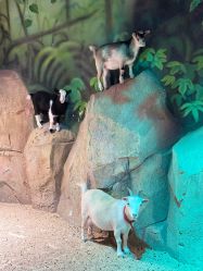 -酷嗒动物文化乐园(cutezoo西溪乐天城店)