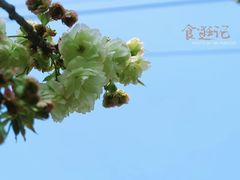 -高东镇樱花园